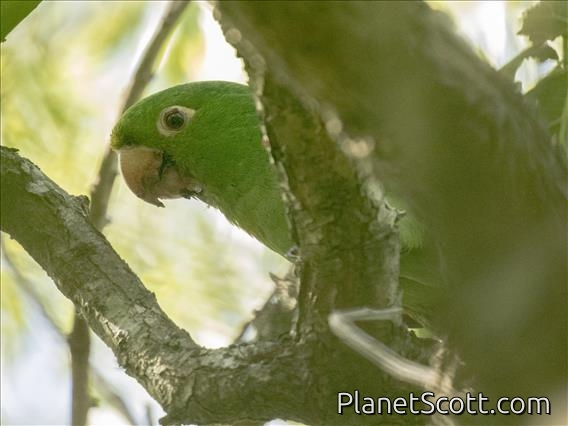White-eyed Parakeet (Psittacara leucophthalmus)