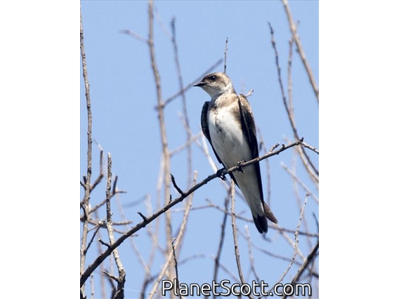 Brown-chested Martin (Progne tapera)