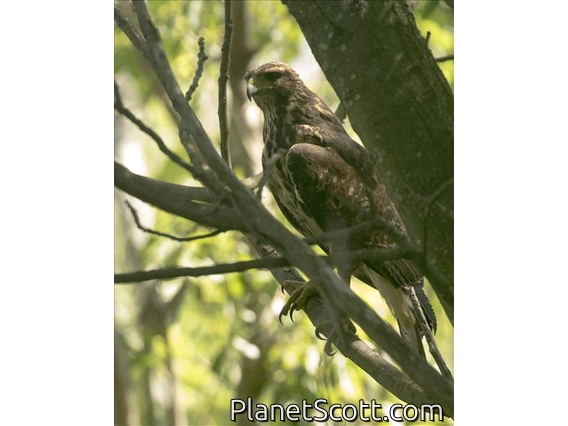 Harris's Hawk (Parabuteo unicinctus)