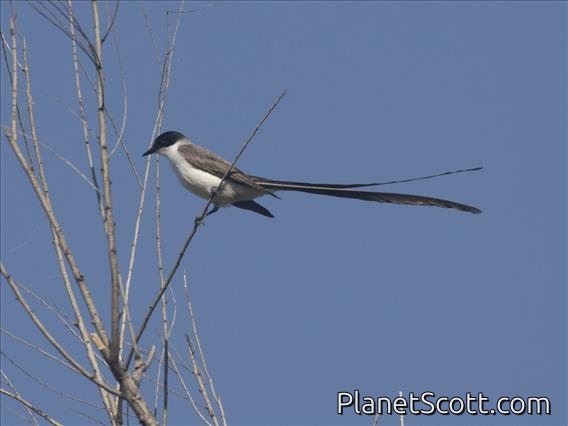 Fork-tailed Flycatcher (Tyrannus savana)