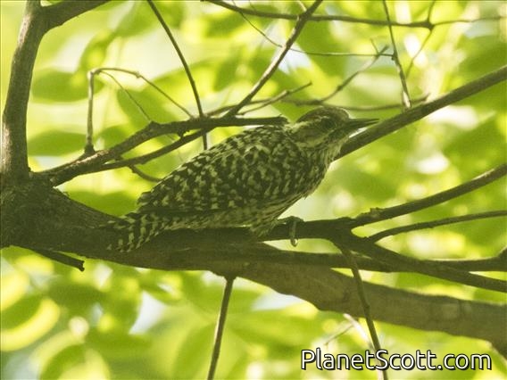 Checkered Woodpecker (Veniliornis mixtus)
