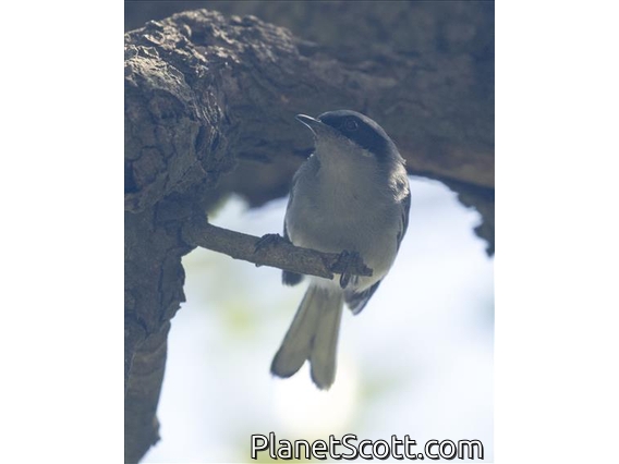 Masked Gnatcatcher (Polioptila dumicola)