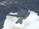 Masked Gnatcatcher (Polioptila dumicola)