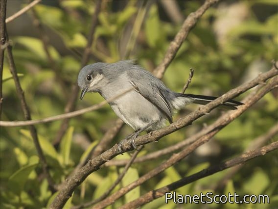 Masked Gnatcatcher (Polioptila dumicola) - Female