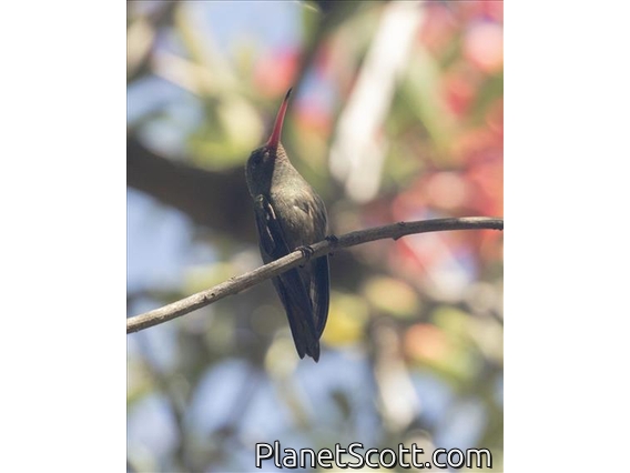 Gilded Hummingbird (Hylocharis chrysura) - Male
