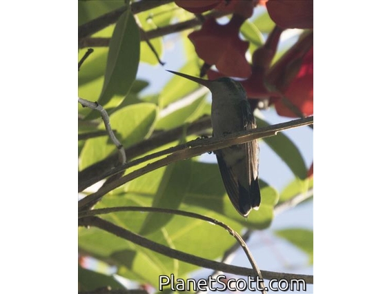 Glittering-bellied Emerald (Chlorostilbon lucidus)