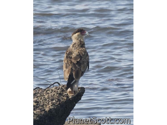 Crested Caracara (Caracara plancus)