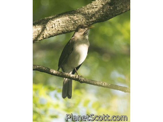 Creamy-bellied Thrush (Turdus amaurochalinus)