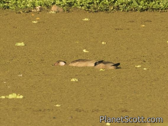 Brazilian Teal (Amazonetta brasiliensis)
