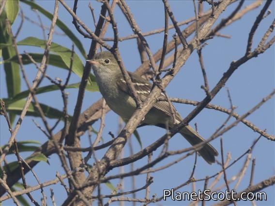Large Elaenia (Elaenia spectabilis)