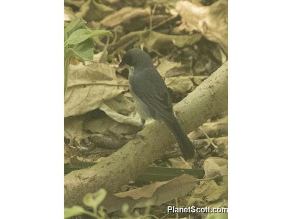 Black-capped Warbling-Finch (Microspingus melanoleucus)