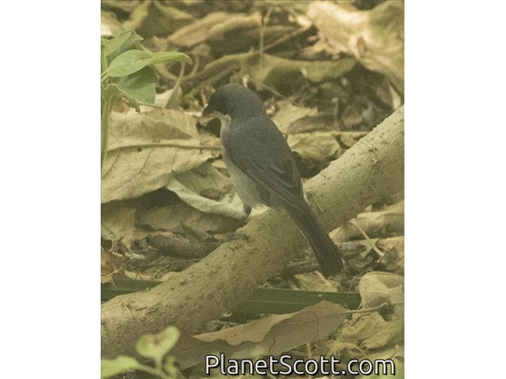 Black-capped Warbling-Finch (Microspingus melanoleucus)