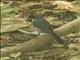 Black-capped Warbling-Finch (Microspingus melanoleucus)