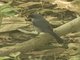 Black-capped Warbling-Finch (Microspingus melanoleucus)