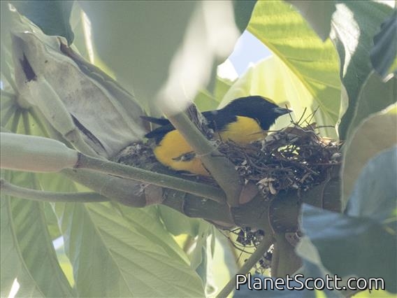 Purple-throated Euphonia (Euphonia chlorotica)