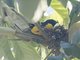Purple-throated Euphonia (Euphonia chlorotica)