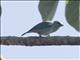Sayaca Tanager (Thraupis sayaca)