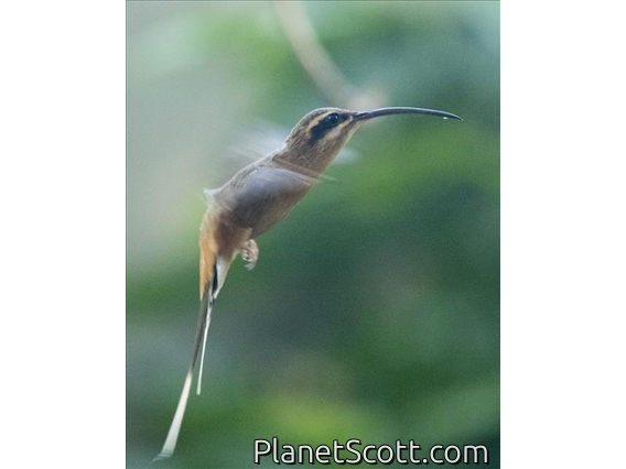Planalto Hermit (Phaethornis pretrei)