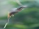 Planalto Hermit (Phaethornis pretrei)
