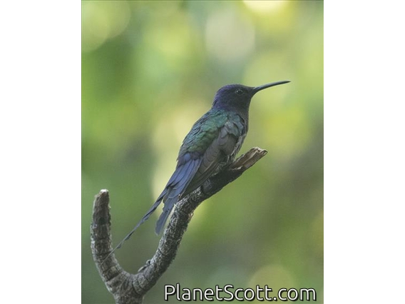 Swallow-tailed Hummingbird (Eupetomena macroura)