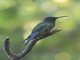 Swallow-tailed Hummingbird (Eupetomena macroura)