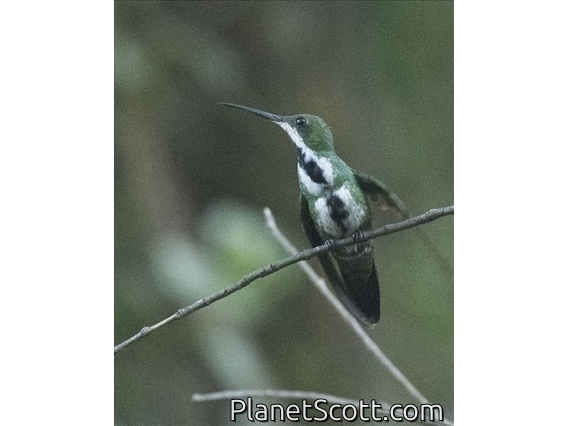 Black-throated Mango (Anthracothorax nigricollis) - Female