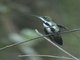 Black-throated Mango (Anthracothorax nigricollis) - Female