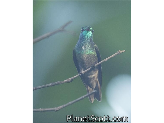 Versicolored Emerald (Chrysuronia versicolor)