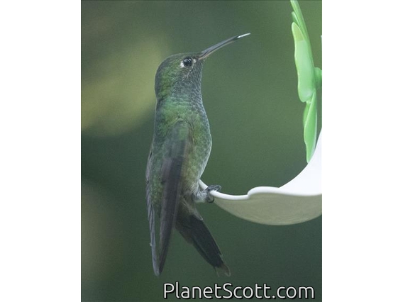 Violet-capped Woodnymph (Thalurania glaucopis)
