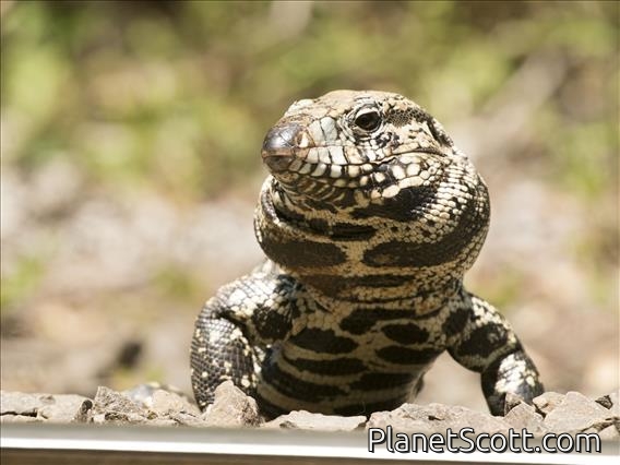 Argentine Black-and-white Tegu (Salvator merianae)
