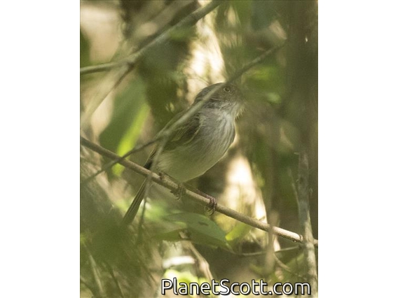Pearly-vented Tody-Tyrant (Hemitriccus margaritaceiventer)