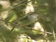 Pearly-vented Tody-Tyrant (Hemitriccus margaritaceiventer)