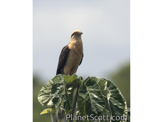 Yellow-headed Caracara (Milvago chimachima)