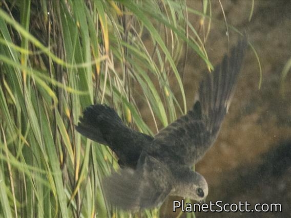 Great Dusky Swift (Cypseloides senex)
