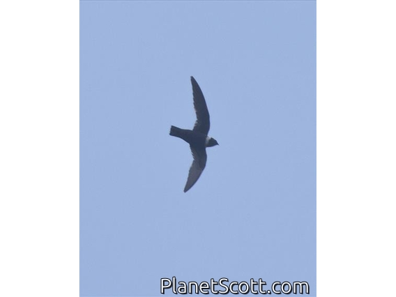White-collared Swift (Streptoprocne zonaris)