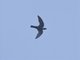White-collared Swift (Streptoprocne zonaris)