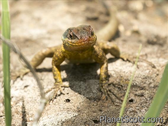 Western Collared Spiny Lizard (Tropidurus catalanensis)