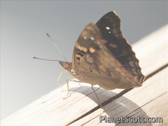 Agathina Emperor (Doxocopa agathina)