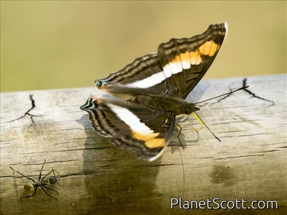 Linda's Emperor (Doxocopa linda)