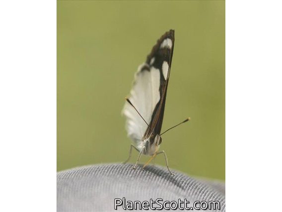 Coenus Sailor (Dynamine coenus)