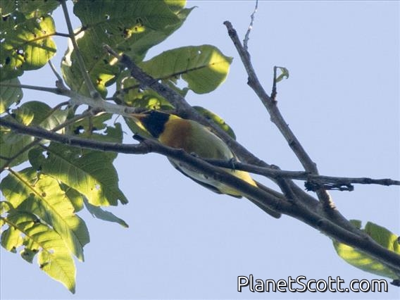 Guira Tanager (Hemithraupis guira)