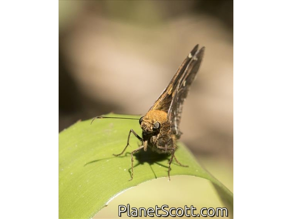 Skipper (Hylephila ssp)
