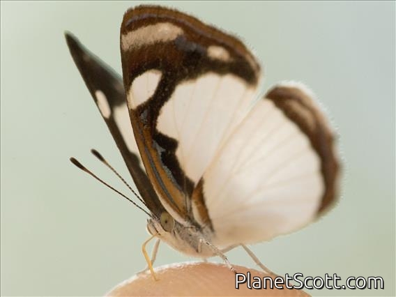 Pale Sailor (Dynamine agacles)