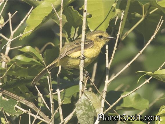 Yellow Tyrannulet (Capsiempis flaveola)