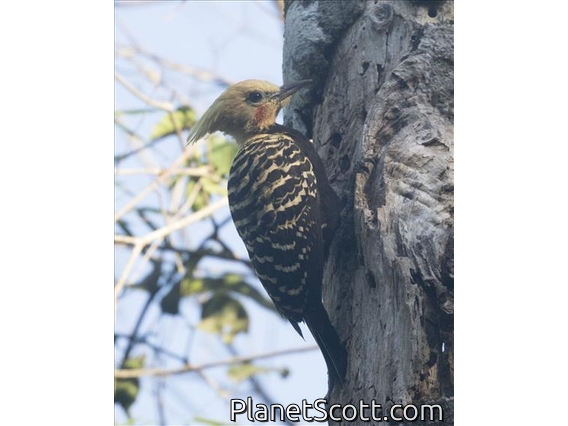 Blond-crested Woodpecker (Celeus flavescens) - Male