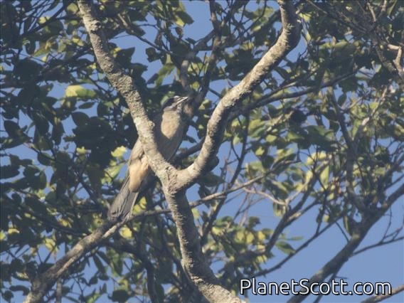 Green-winged Saltator (Saltator similis)