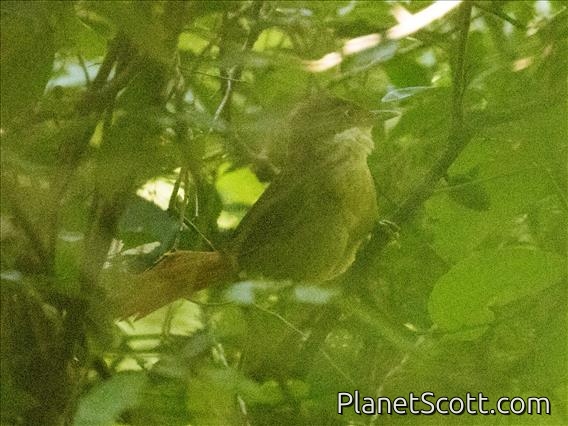 White-eyed Foliage-gleaner (Automolus leucophthalmus)