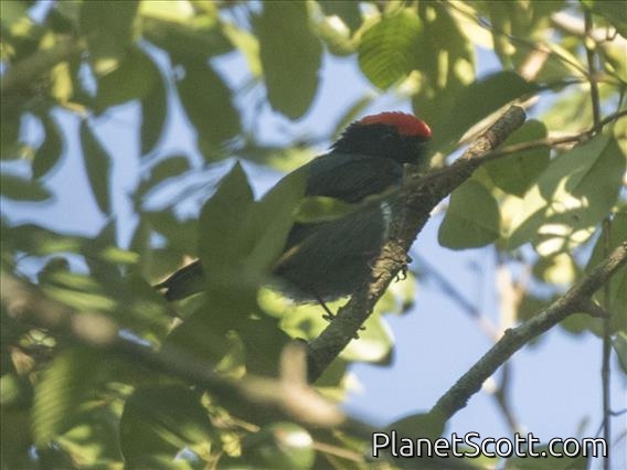 Swallow-tailed Manakin (Chiroxiphia caudata)