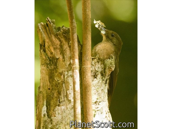 Plain-winged Woodcreeper (Dendrocincla turdina)