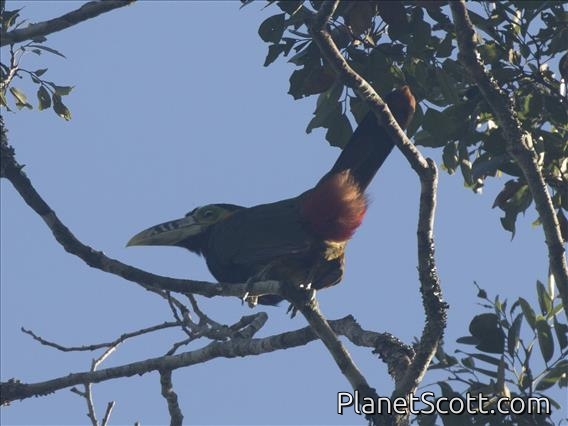 Spot-billed Toucanet (Selenidera maculirostris)